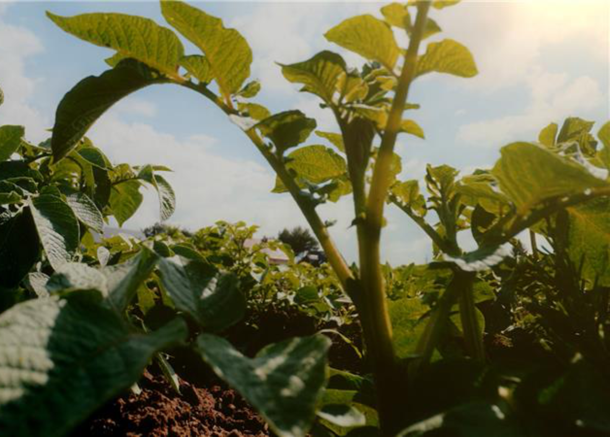 PepsiCo plans to nearly double its regenerative farmland in Canada